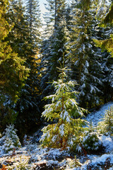 Autumn Serenity: Snow-Kissed Mountain Trail