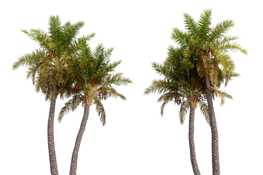 Palm tree isolated on white background
