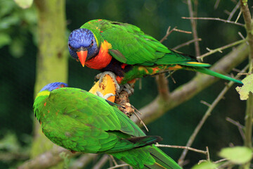 Rainbow Lorikeet, Trichoglossus moluccanus
