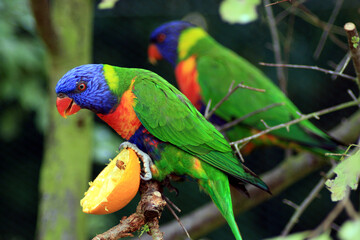Rainbow Lorikeet, Trichoglossus moluccanus
