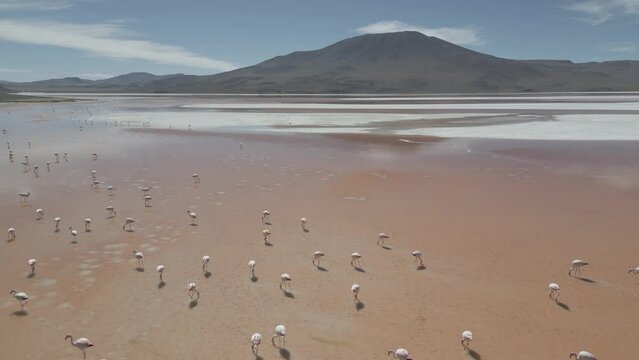 Drone footage of flamingos in the colorful Laguna Colorada in the remote Fauna Andina Eduardo Avaroa National Reserve in the Bolivian Altiplano in South America - raw version