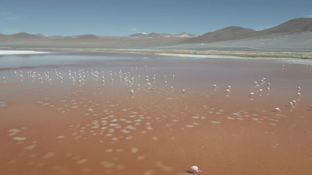 Drone footage of flamingos in the colorful Laguna Colorada in the remote Fauna Andina Eduardo Avaroa National Reserve in the Bolivian Altiplano in South America - raw version
