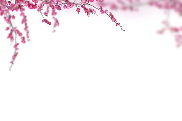 Sakura spring cherry blossom flowers on a tree branch isolated. Branch overlay. Pink white flower on transparent background.