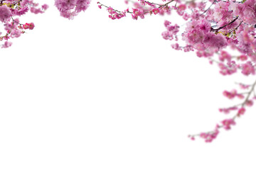 Sakura spring cherry blossom flowers on a tree branch isolated. Branch overlay. Pink white flower...