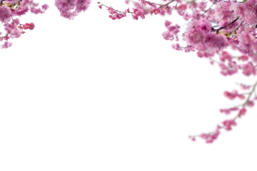Fototapete Blüte Sakura spring cherry blossom flowers on a tree branch isolated. Branch overlay. Pink white flower on transparent background.  © Daria