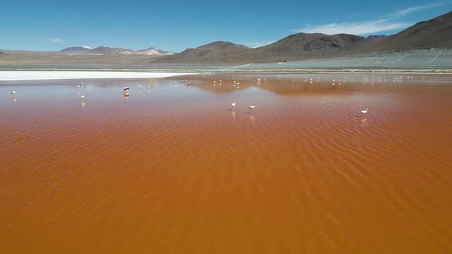 Drone footage of flamingos in the colorful Laguna Colorada in the remote Fauna Andina Eduardo Avaroa National Reserve in the Bolivian Altiplano in South America - natural look
