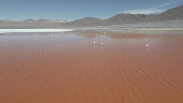 Drone footage of flamingos in the colorful Laguna Colorada in the remote Fauna Andina Eduardo Avaroa National Reserve in the Bolivian Altiplano in South America - raw version