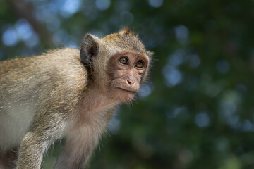 Monkey who is looking forward something in Sam Muk Mountain in chonburi Thailand with soft background focus