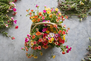 Collect the blooming mose rose flowers in a wicker basket with selective focus. Multi color of mose...