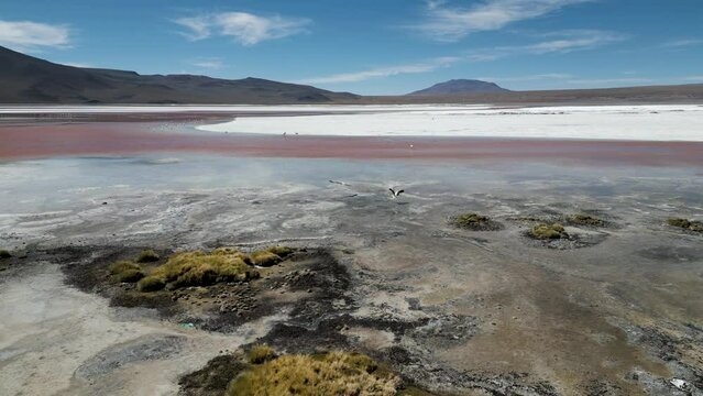Drone footage of flamingos in the colorful Laguna Colorada in the remote Fauna Andina Eduardo Avaroa National Reserve in the Bolivian Altiplano in South America - natural look