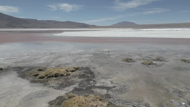 Drone footage of flamingos in the colorful Laguna Colorada in the remote Fauna Andina Eduardo Avaroa National Reserve in the Bolivian Altiplano in South America - raw version