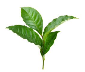tea leaf on transparent png