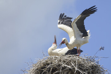 White storks ( Ciconia ciconia ) are preparing for a major migration to Africa in summer.