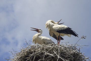 White storks ( Ciconia ciconia ) are preparing for a major migration to Africa in summer.