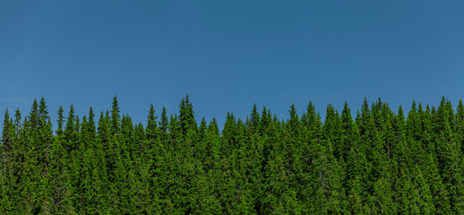 Tannenwald vor blauem Himmel