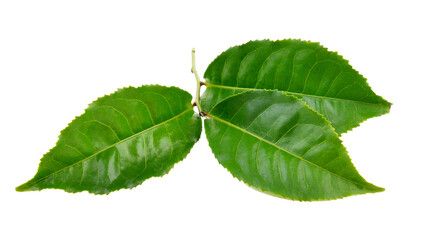 tea leaf on transparent png