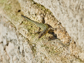 Naklejka na ściany i meble Iberian Lizard, Podarcis hispánica, at the Bellus reservoir, Spain