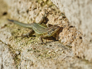 Iberian Lizard, Podarcis hispánica, at the Bellus reservoir, Spain