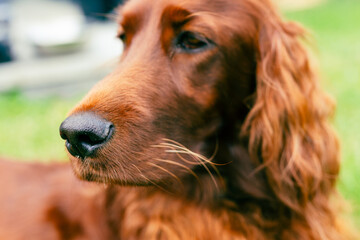 Close up shot of dog nose. Portrait of an adorable irish setter on the grass outdoors