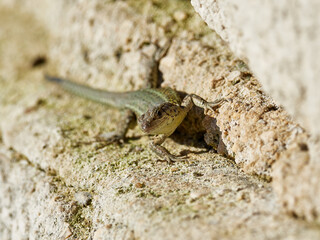 Iberian Lizard, Podarcis hispánica, at the Bellus reservoir, Spain