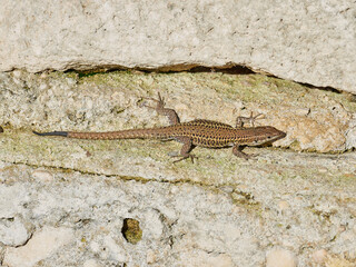 Iberian Lizard, Podarcis hispánica, at the Bellus reservoir, Spain