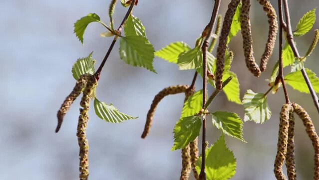 Birch flowers and catkins on tree in early spring