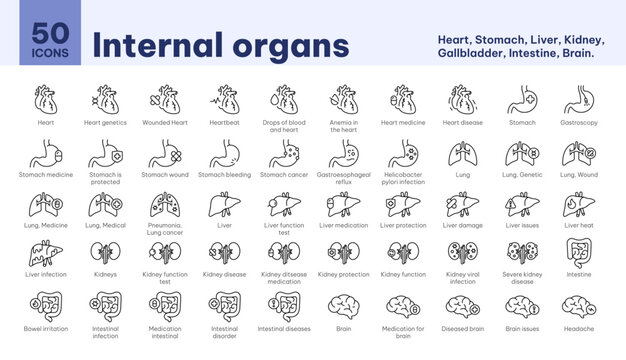 Icons internal organs, heart, stomach, liver, kidney, gallbladder, intestine, brain