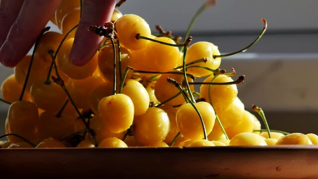 The hands of a man put armfuls of many yellow cherries with drops of water in a plate illuminated by sunlight. Refreshing orange-colored cherries from a new crop of fruits and berries
