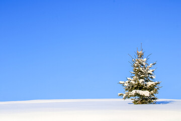 snow covered tree - obrazy, fototapety, plakaty