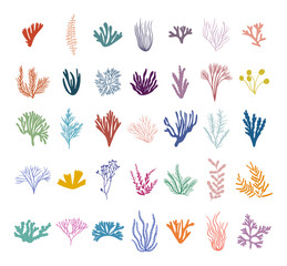 Colored seaweed big set. Marine plant elements. Flat vector illustration on white background.