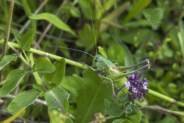 Mountain meadows in the Liptov region of Slovakia are home to many flowers, insects and birds and are now rare.
