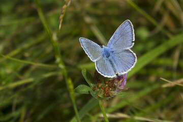 Mountain meadows in the Liptov region of Slovakia are home to many flowers, insects and birds and are now rare.