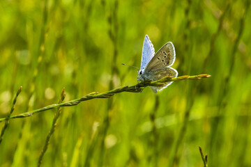 Mountain meadows in the Liptov region of Slovakia are home to many flowers, insects and birds and are now rare.