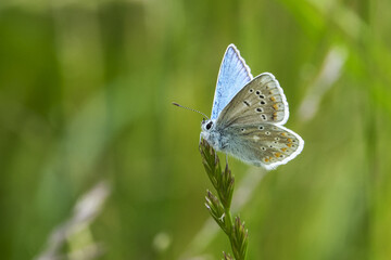Mountain meadows in the Liptov region of Slovakia are home to many flowers, insects and birds and are now rare.