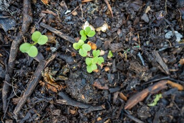 planting seeds and seedlings in compost on a farm