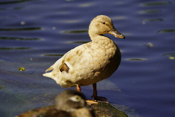 Crossbred wild duck female (Anas platyrhynchos) Anatidae family. Hanover - Herrenhausen, Germany.