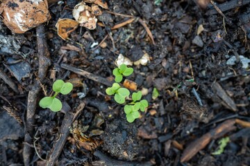 planting seeds and seedlings in compost on a farm