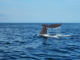 知床のマッコウクジラの潜水