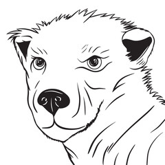 Illustration of Lioness black and white