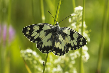 Mountain meadows in the Liptov region of Slovakia are home to many flowers, insects and birds and are now rare.