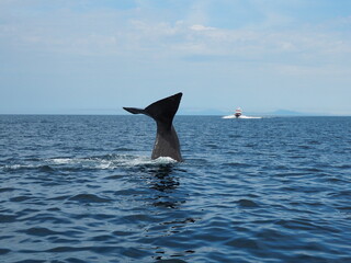 Fototapeta premium 知床のマッコウクジラの潜水
