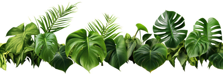 Tropical leaves banner isolated on transparent background, PNG. Fresh tropic plant leaf variety.
