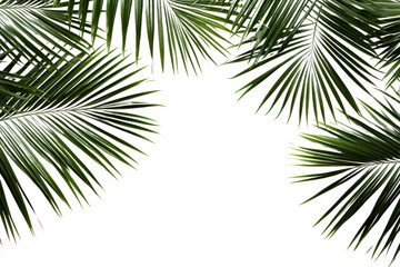 Palm fresh green tropical branches isolated on transparent background, PNG
