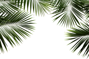 Palm fresh green tropical branches isolated on transparent background, PNG
