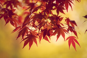Fototapeta na wymiar red autumn leaves