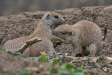 Black-tailed prairie dog