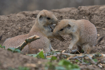 Black-tailed prairie dog