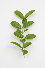 leaf or green leaf on white  background.