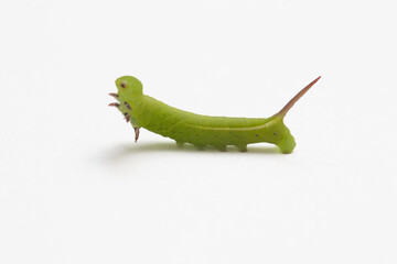 Green worm is walking on white background with selective focus.
