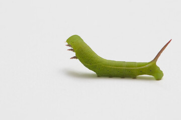 Green worm is walking on white background with selective focus.
